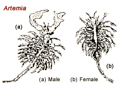 Illustration of male and female Artemia