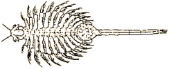 Illustration of Brine Shrimp