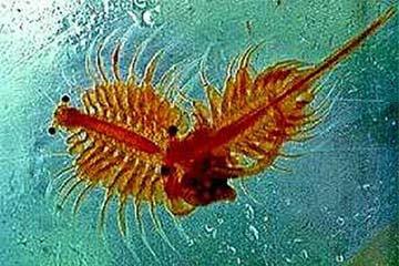 Brine shrimp