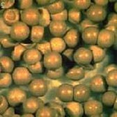 Brine shrimp eggs