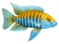 Cichlid