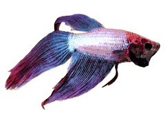 Siamese Fighting Fish