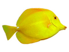 Yellow Tang