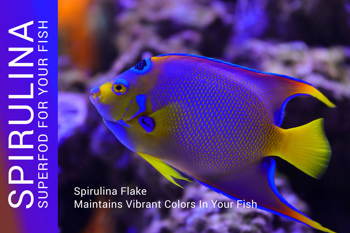 spirulina fish food boost color