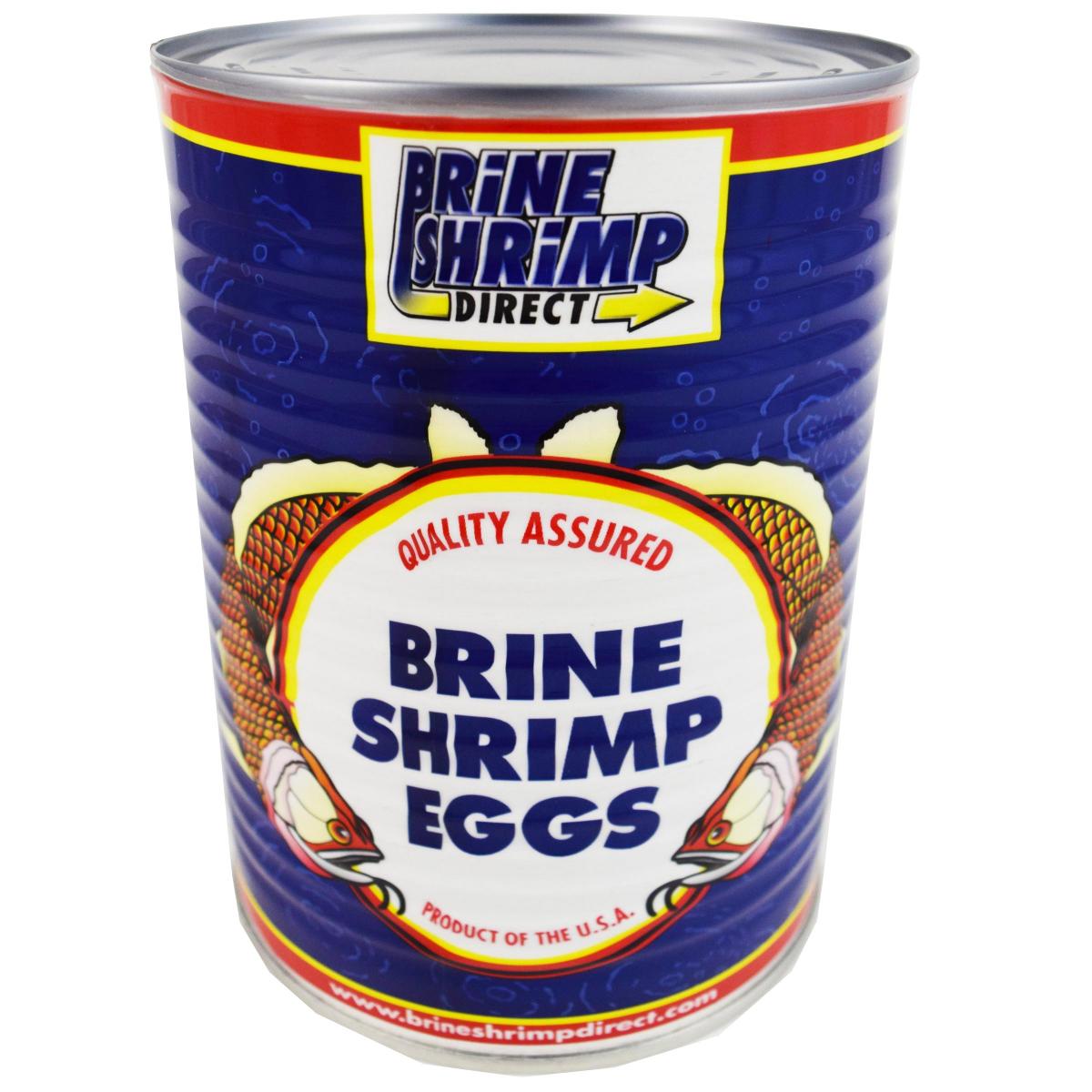 Brine Shrimp